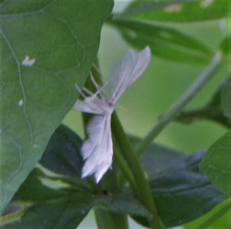 Falena bianca da indentificare